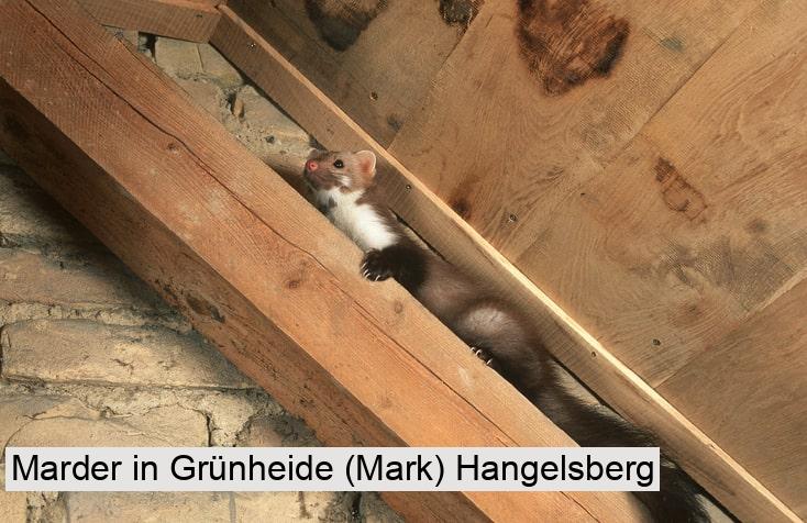 Marder in Grünheide (Mark) Hangelsberg